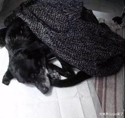 河边遇骨瘦如柴、瑟瑟发抖的老狗，她不嫌弃扛它走4公里送医