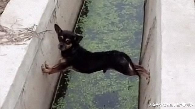 狗哥，我就想问你是怎么坚持半个小时的， 狗：主要是腰马合一