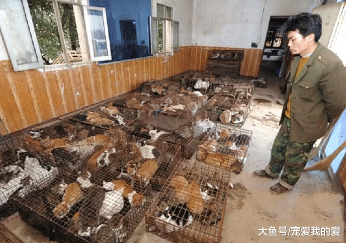 中国吃货都不吃的猫肉，越南人情有独钟，一年吃掉400万只