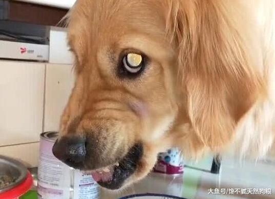 經常打狗狗后果很不好，可能會逼得它恨你，甚至形成不好的性格！