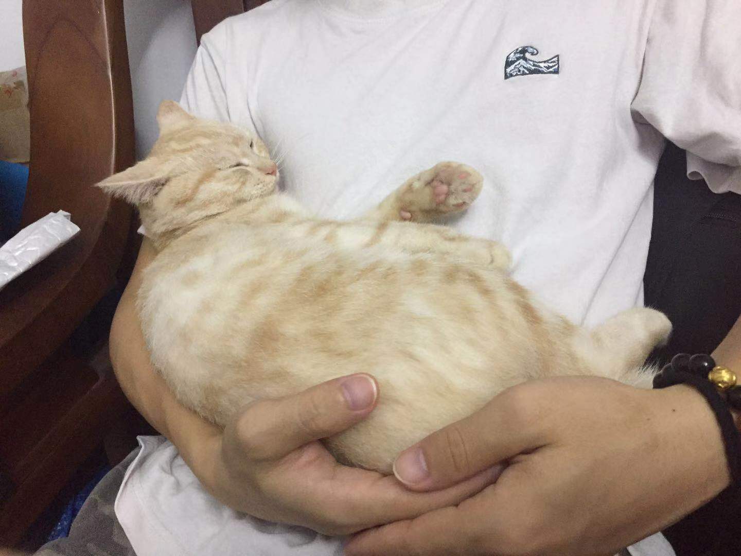 猫也会这样争宠？哈哈笑喷了……好扎心！铲屎官不要过度自我加戏