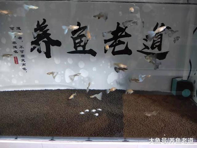 孔雀鱼到家后出现三种异常情况，如何断定是不是疾病，怎么处理？