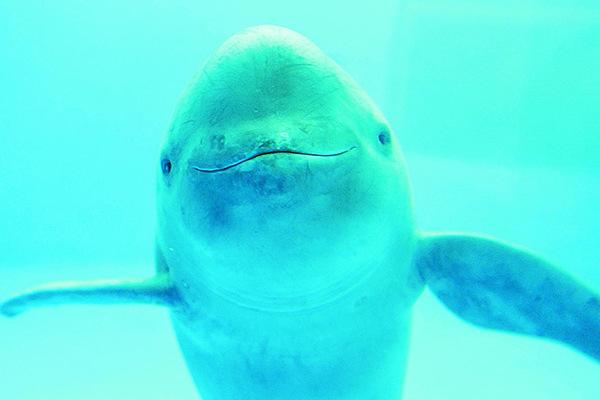 地球上10大濒危物种，白鳍豚和中华鲟均上榜，你见过吗？