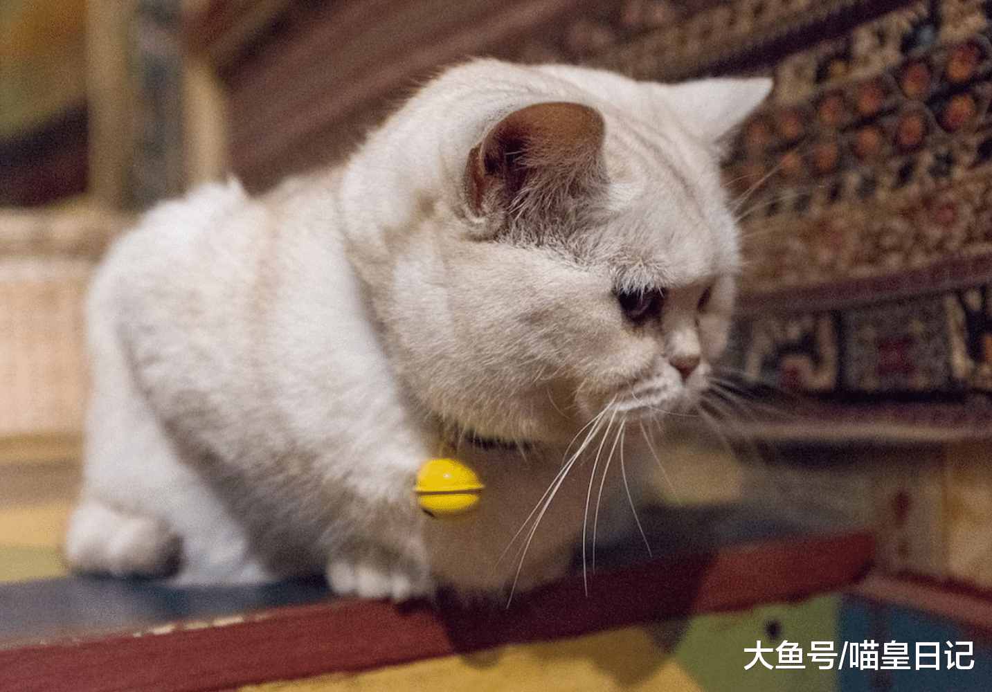 如果你有以下三種表現，那你一定是個不折不扣的貓奴了！