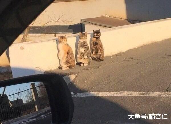 网友刚回到老家，就看到三只猫咪为他转身，喵：又回来抢粮了……