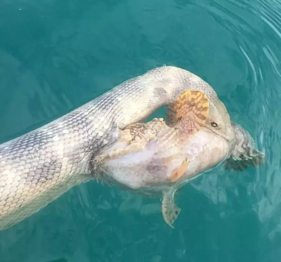看见海面飘浮着“神秘”生物, 靠近才发现, 一个比一个毒