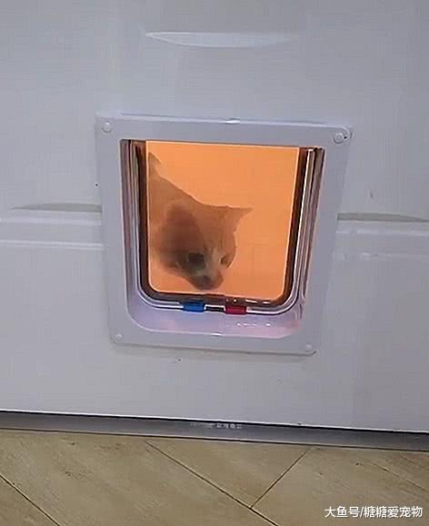 铲屎官为了橘座能出入自由，竟将门挖了个洞，喵：可以的小伙子！