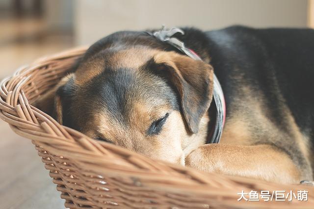老年犬睡觉时间长，如何给老狗选合适的床，让狗狗睡得好