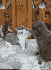 短腿猫：打架看的就是气势 从来没怂过 就是脸有点痛