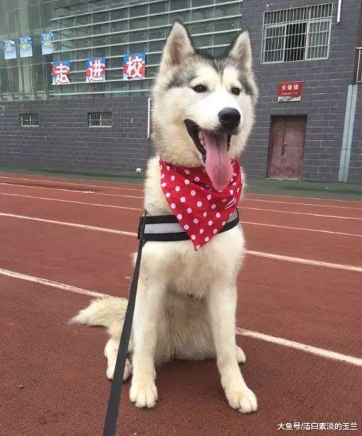 因小二哈太淘了，主人要炖了它，结果狗妈妈的行为让主人笑喷了