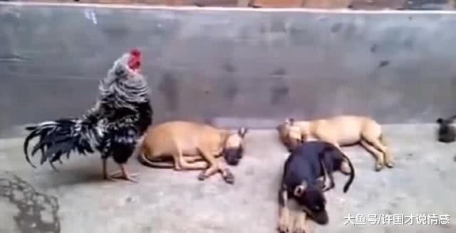 一群狗正在熟睡时，公鸡突然犯职业病，无法无天的狗子居然怂了