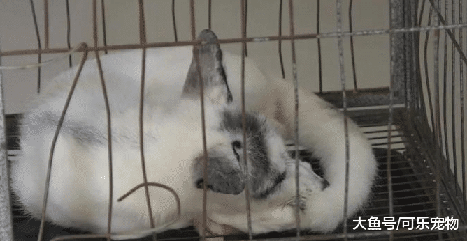 铲屎官捡了一只“流浪狗”，结果越长越不对劲，这不就是狐狸吗？