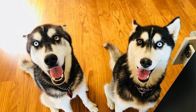 哈士奇拆家误啃仙人球, 主人下班回家看到二哈肿脸, 简直笑哭!