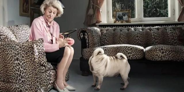 啃磨牙棒=给狗刷牙？狗狗可能得牙周病！刷牙才是硬道理