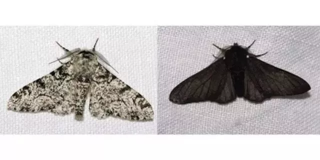 6大抵御人类摧残的生物，不仅如此，人类正在迫使更多的生物进化