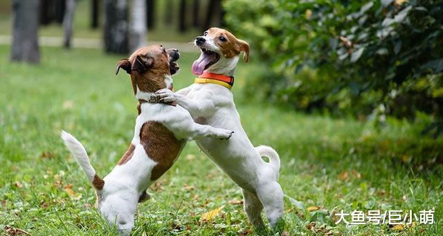 狗狗需要运动的六个标志，及早察觉还有助于防止狗狗拆家