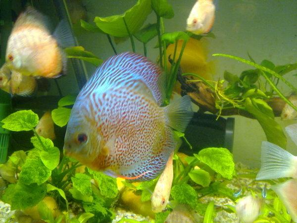 地球上10大命运最惨的热带鱼，鹦鹉鱼没后代，清道夫任劳任怨