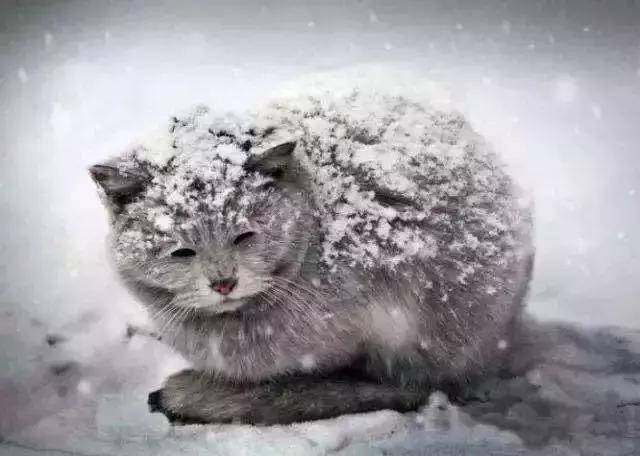 流浪猫为了不再被抛弃，努力表现讨好主人，看完泪目