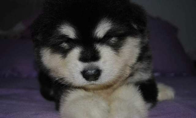 狗狗保持健康，不仅需要减肥，还要小心病虫哦！