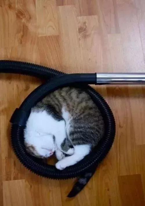 这才是喵星人的绝技，服气……这让经常失眠的人类情何以堪！