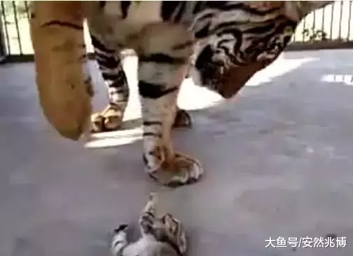 小奶猫误入虎窝，工作人员都捏把冷汗，可接下来这一刻太暖心了