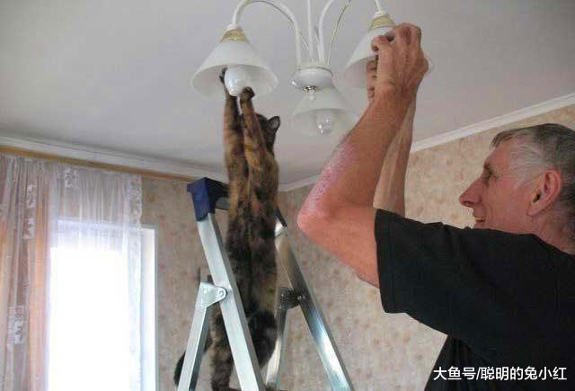 想要猫咪做家务，宠主需要怎么训练？网友：别人家的“懂事猫”