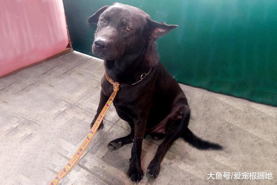 丧心病狂！黑狗被遗弃垃圾堆，嘴巴被胶带封住无法进食