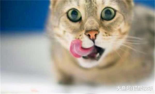 猫咪偷吃烧鸡，被抓后硬是不松口，网友神评“视死如归的眼神”