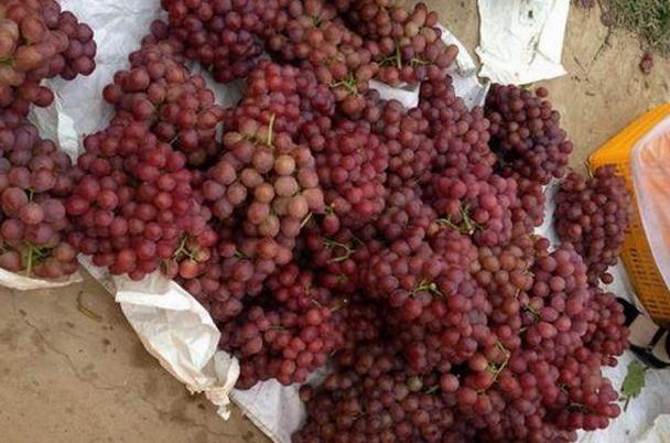 农民种植这种水果本来想发财的，没想到落到这种地步可悲呀!