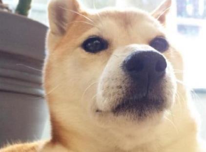 柴犬在家横着走, 看到雪橇犬却怂了, 一个“咬脸杀”就被制服