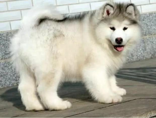 “狗狗墙”引发路人围观，主人却限时展览，真相让人无奈