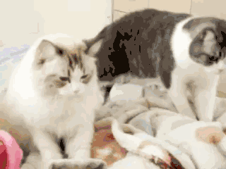 猫猫喜欢踩奶是什么意思呢？