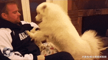 薩摩撒嬌要主人抱，卻因太“溫柔”走紅，感覺像小姑娘一樣