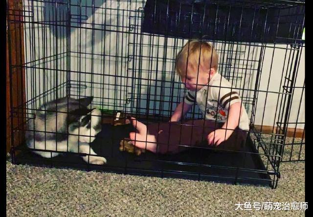 網友睡了一會，兒子就被哈士奇關進了籠子，二哈：和我比你還嫩！