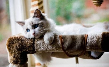 布偶猫扎完妙三多疫苗不爱吃饭咋办