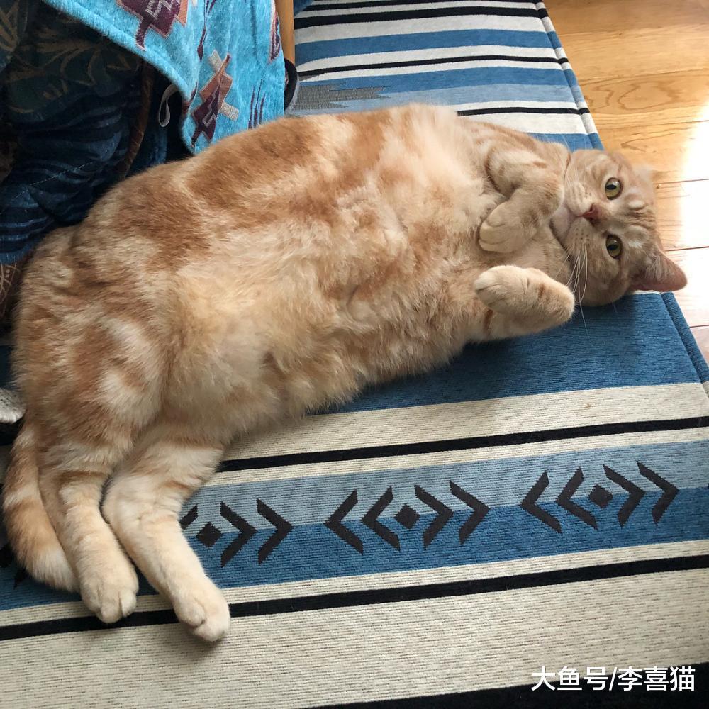 猫咪越胖越可爱? 负责任的铲屎官可不要这么想, 健康才最重要!