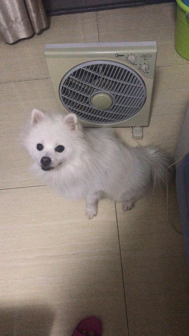 佛山市天马国际会所附近寻找白色公博美