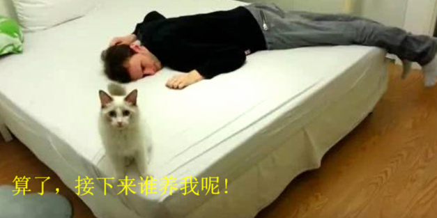 男子假装晕看看猫咪的反应，它接下来的动作，令主人直接傻眼了！