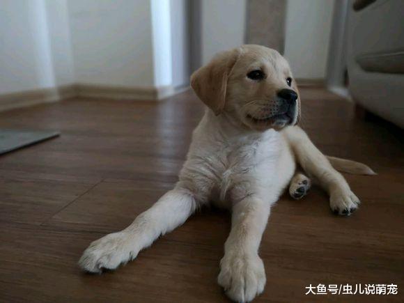 原本是不想养狗的，自从金毛来之后开始喜欢上狗狗了