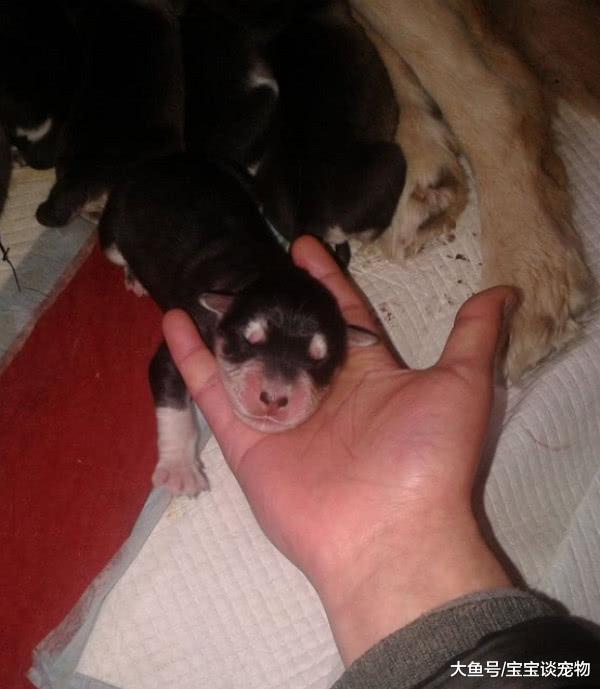 金毛水性杨花狂追二哈，2月后生下6只，主人一看气得到处找刀！