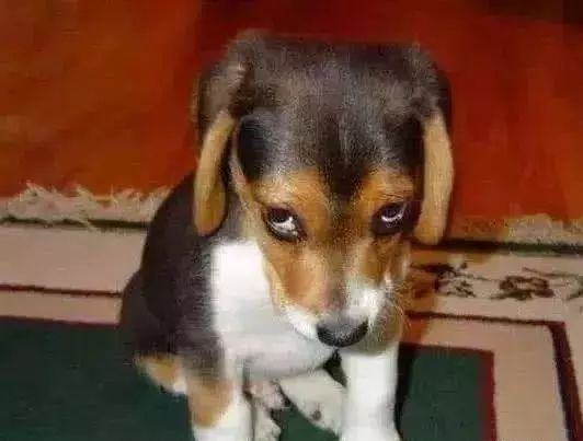 为什么主人殴打狗，狗从不反抗？兽医直言不讳地说：这就是你在狗眼里的样子