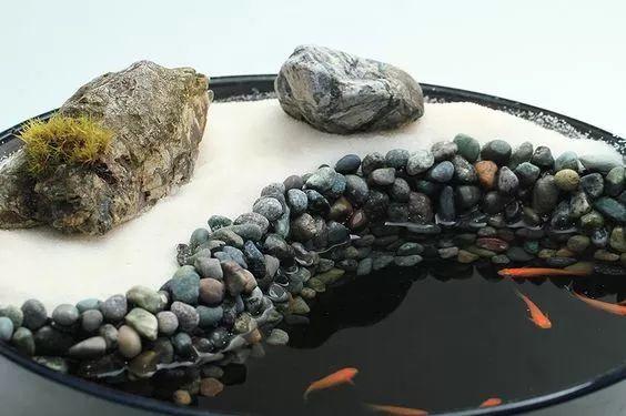 好看又不用加热棒的鱼, 有一个很想要, 但得不到