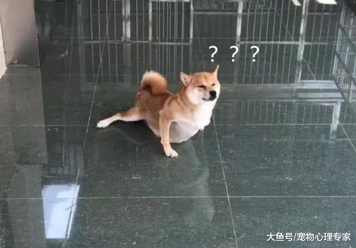 狗狗表演单手俯卧撑，主人以为它身怀绝技，看清后却笑不出来