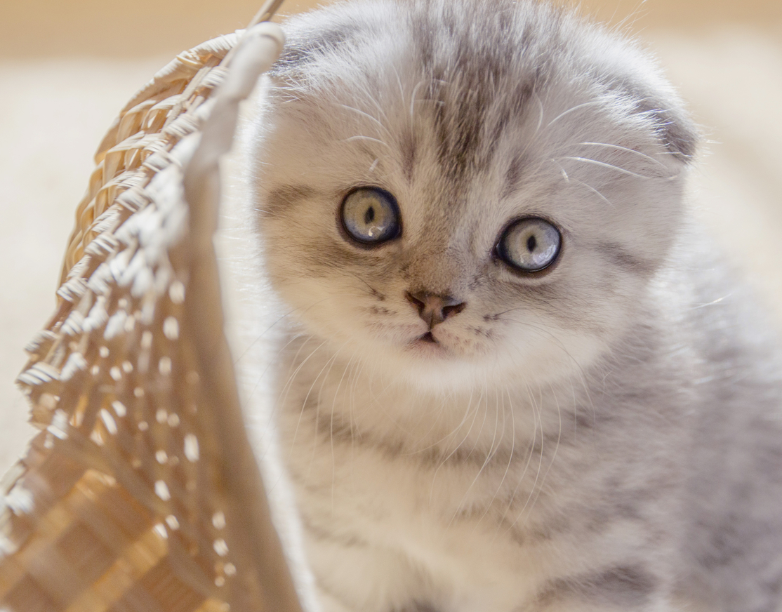 猫界“毒品”猫薄荷到底是什么来头，为什么猫咪一闻就上头？