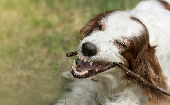 只要狗打了狂犬疫苗, 就不怕被它咬? 别让你的无知误解了周围人