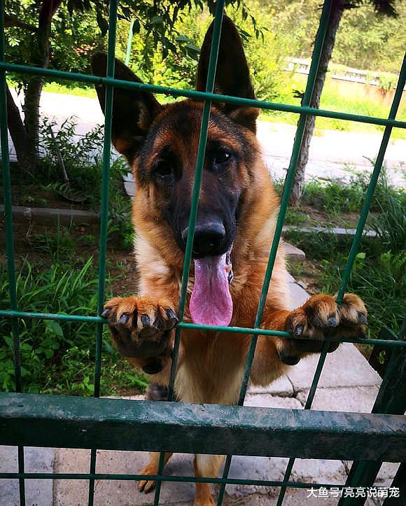 带德牧出来偷桃吃，它负责在外面放风，主人亲自动手