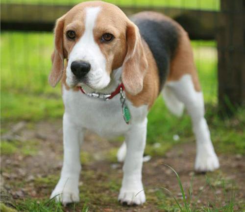 13种大耳朵狗，再给你一次机会你会选择这些“扫地僧”吗？