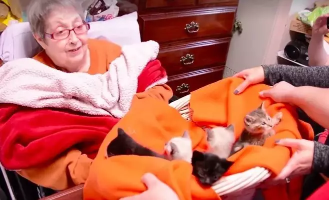 奶奶喂了一辈子流浪猫，临终前希望有猫咪陪伴