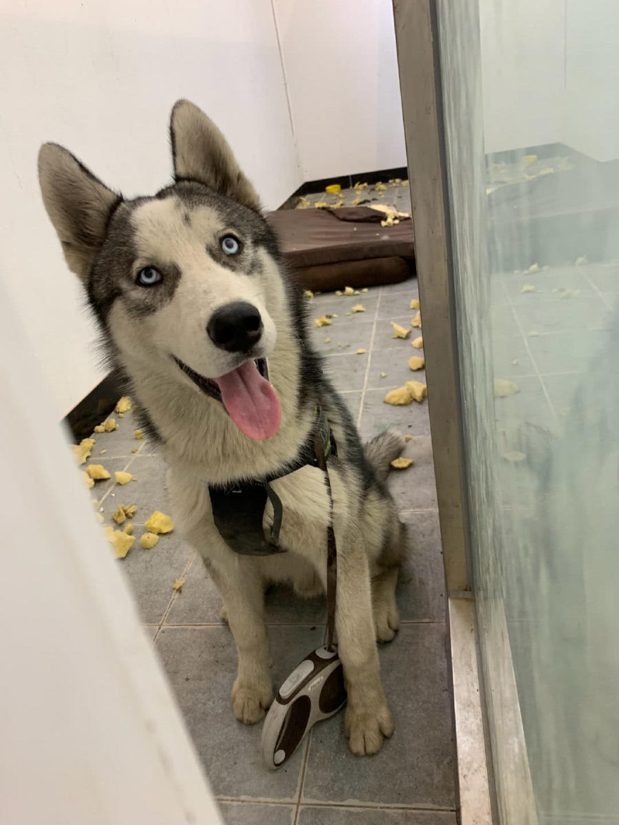 二哈拔光小葱苗，被主人抓现行却死不承认，网友：再来点姜蒜齐活