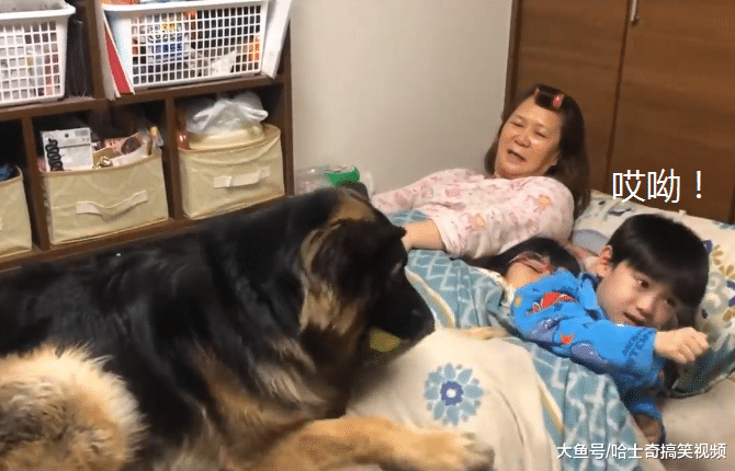 德牧从小要主人抱着睡，结果现在3岁了，还以为自己是小狗